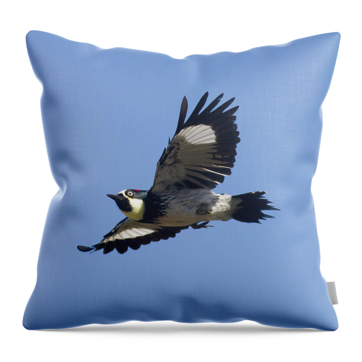 Acorn Woodpecker Throw Pillow featuring the photograph Acorn Woodpecker by Mark Miller