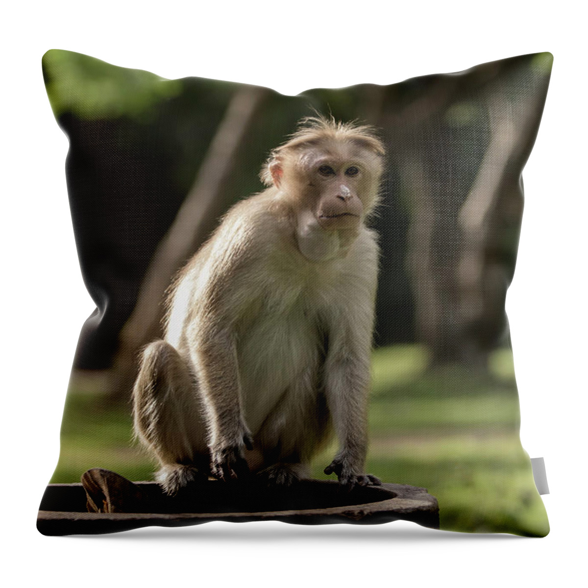 Acute Look Throw Pillow featuring the photograph Acute by Ramabhadran Thirupattur