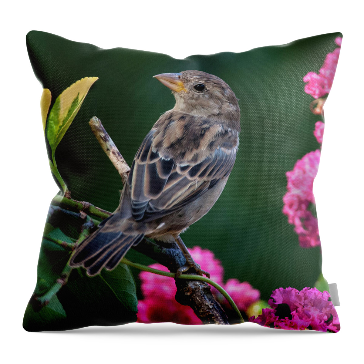 Finch Throw Pillow featuring the photograph Adorable House Finch by Jim Moore