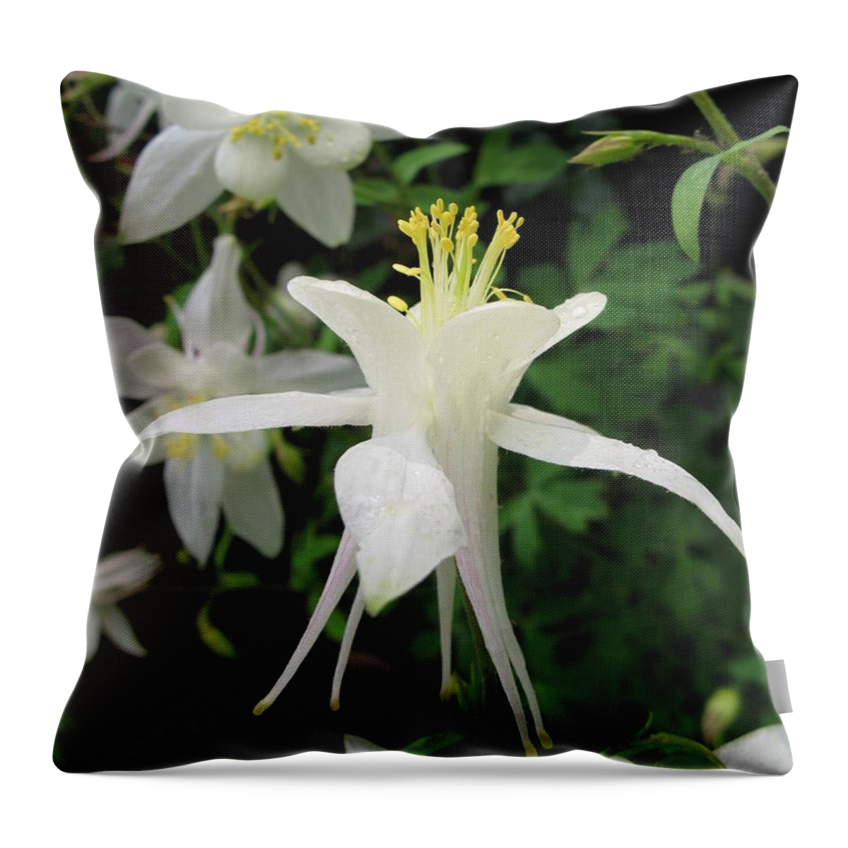 Columbine Throw Pillow featuring the photograph Adoration by Carol Sweetwood