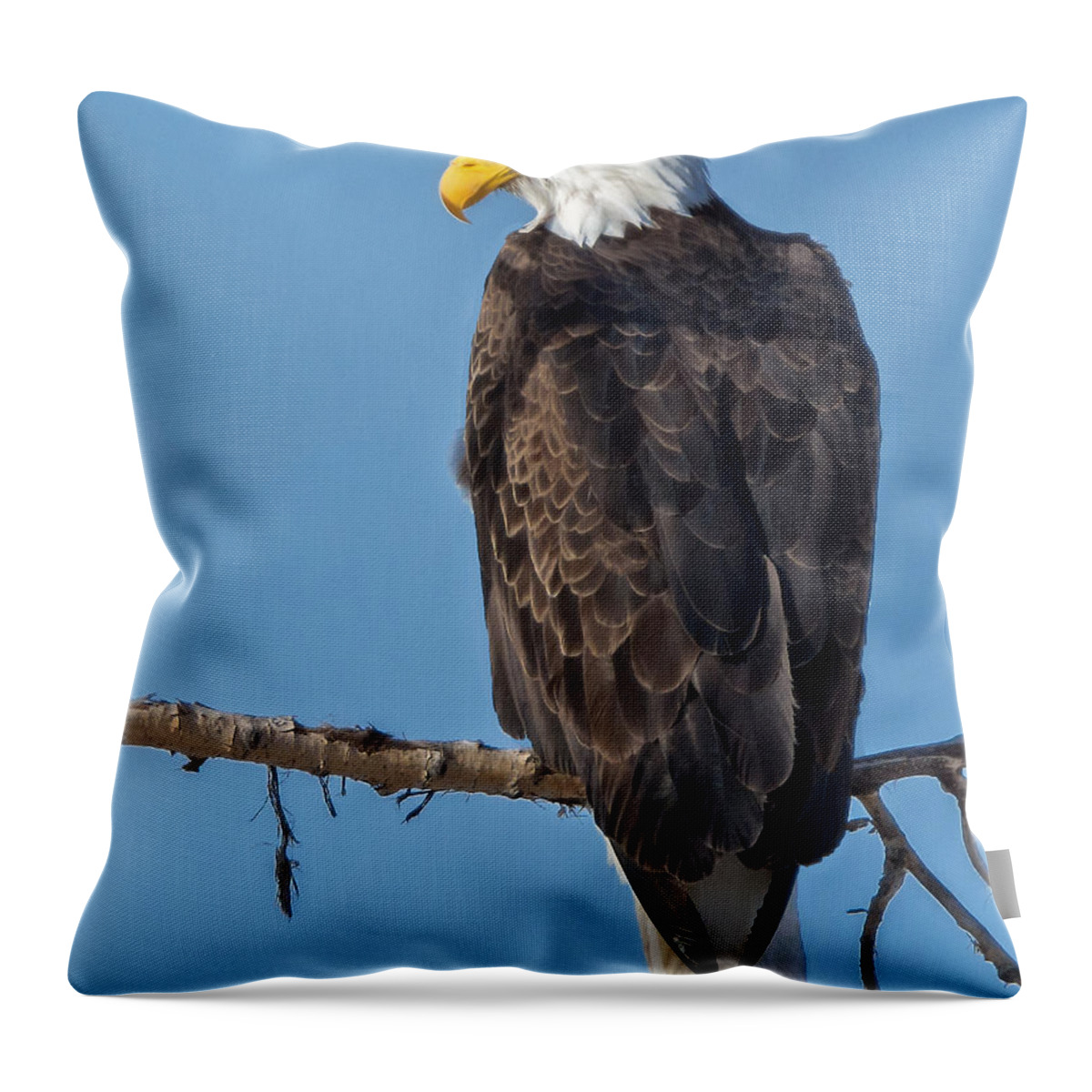 Bald Eagle Throw Pillow featuring the photograph Adult Bald Eagle on Branch by Stephen Johnson