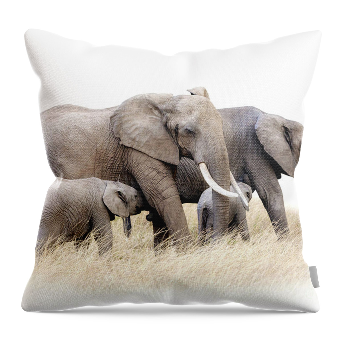 Elephant Throw Pillow featuring the photograph African elephant group isolated by Jane Rix