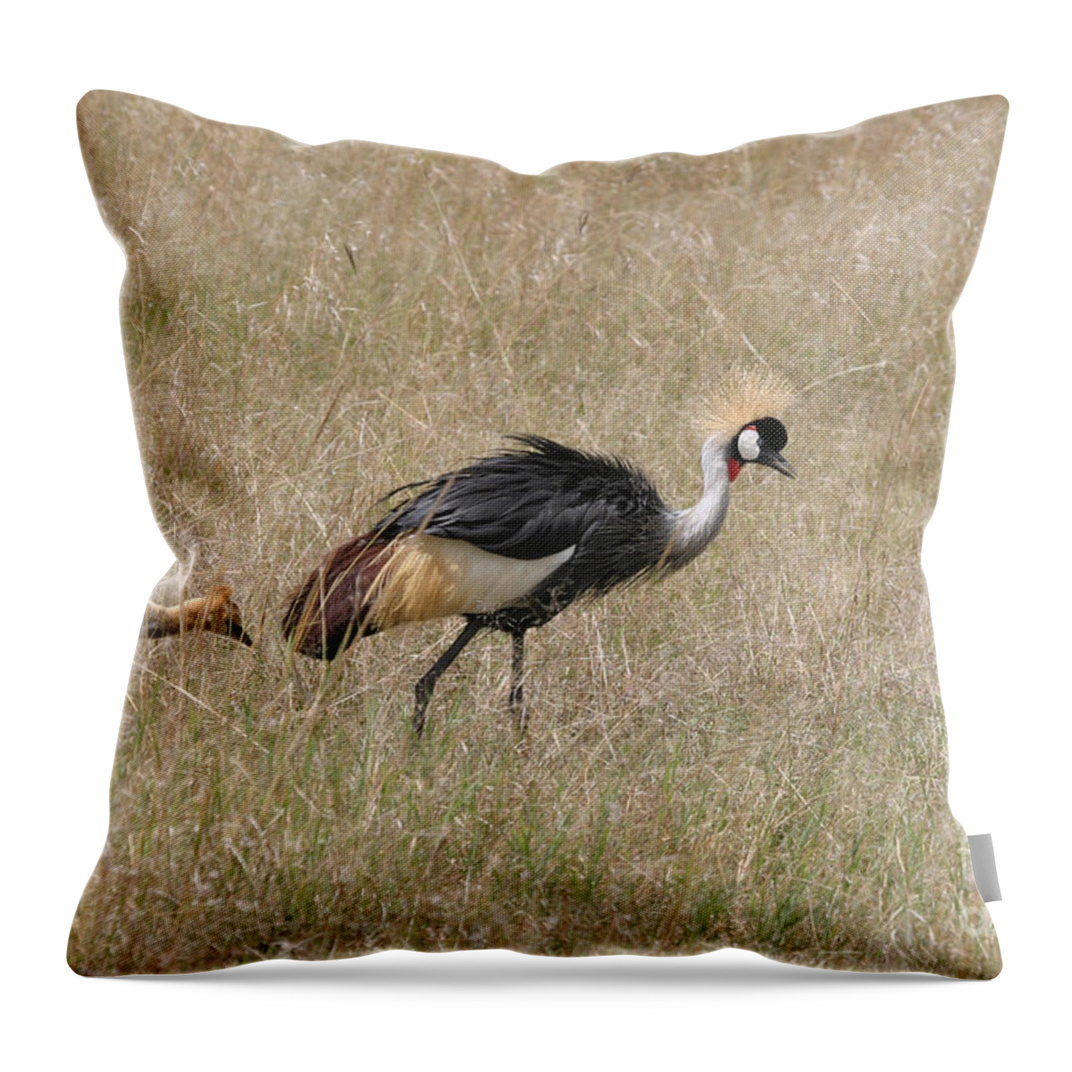 African Gray Crown Crane Throw Pillow featuring the photograph African Grey Crown Crane by Joseph G Holland