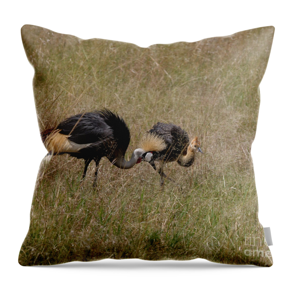 Grey Crown Crane Throw Pillow featuring the photograph African Grey Crowned Crane with Chick by Joseph G Holland