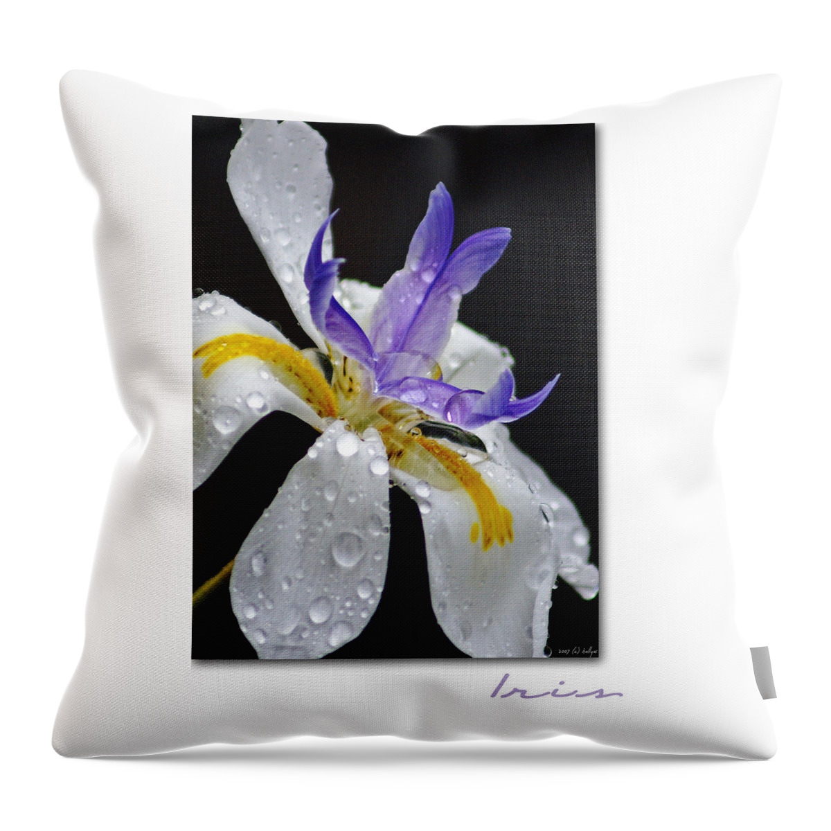 Flowers Throw Pillow featuring the photograph African Iris by Holly Kempe