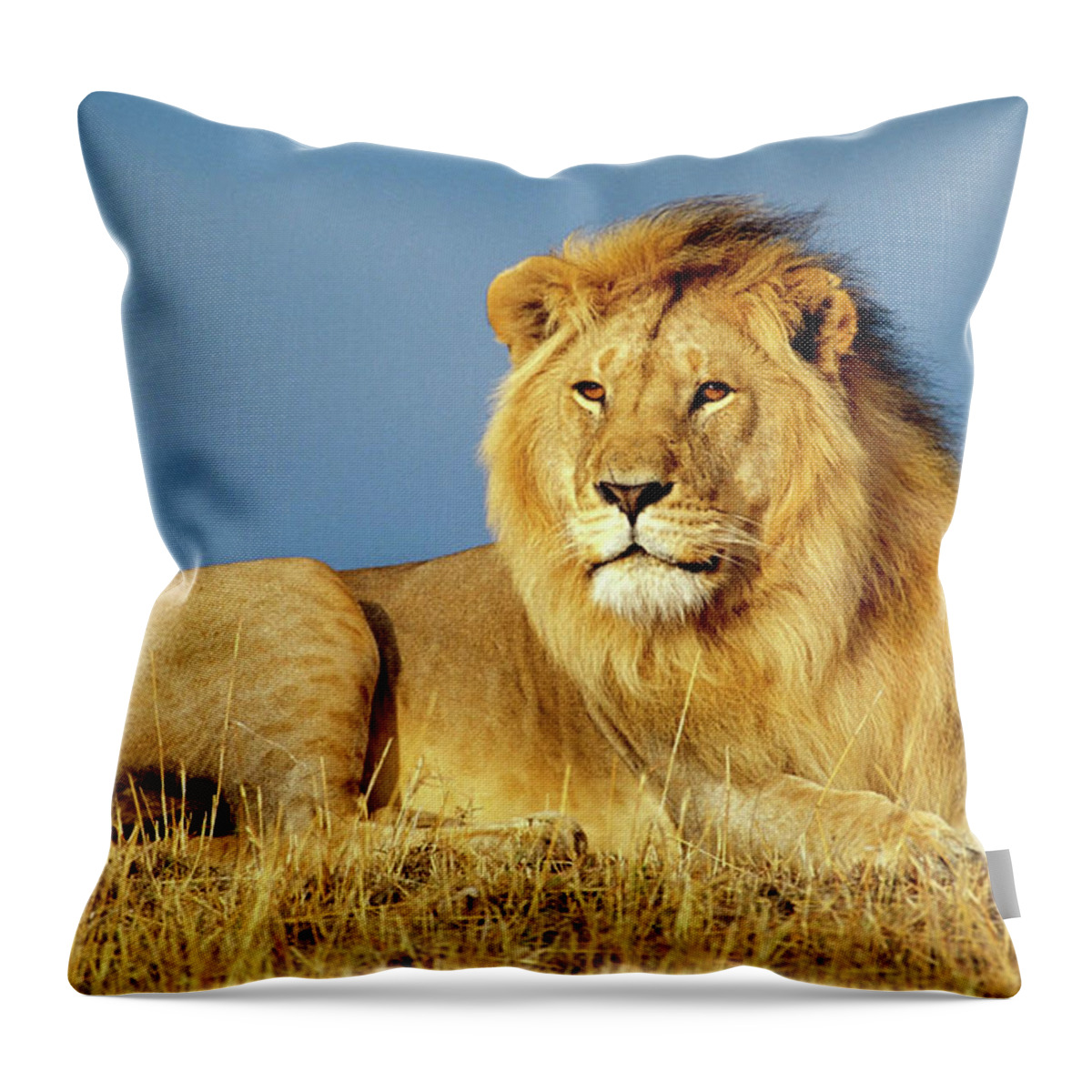 African Lion Throw Pillow featuring the photograph African Lion 2 by Ellen Henneke