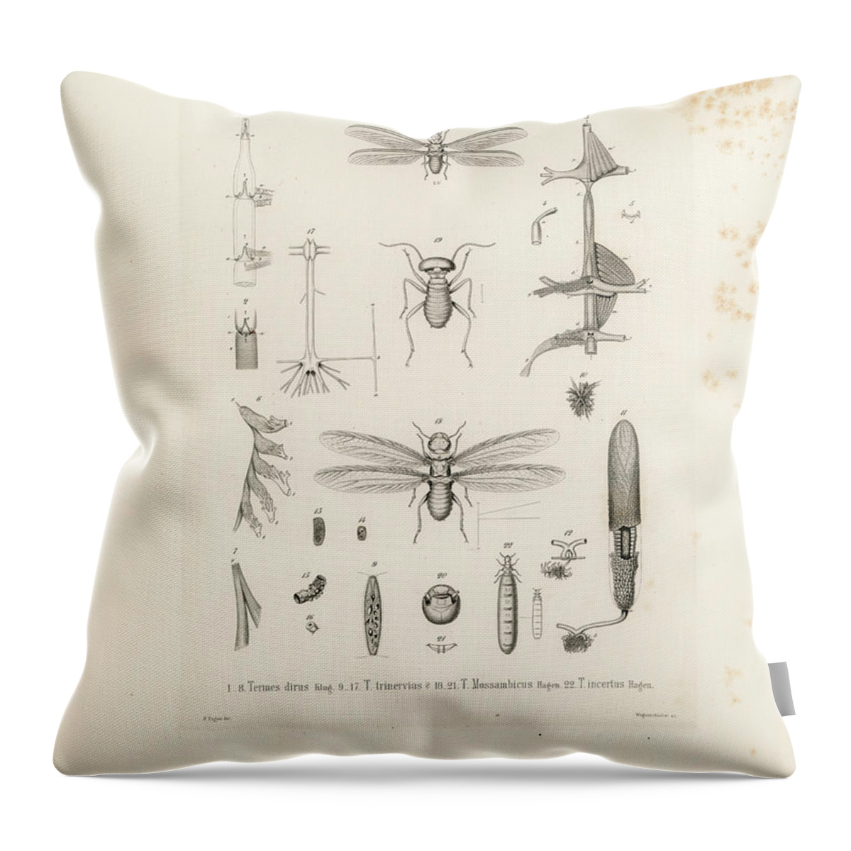 Termites Throw Pillow featuring the drawing African termites and their anatomy by W Wagenschieber