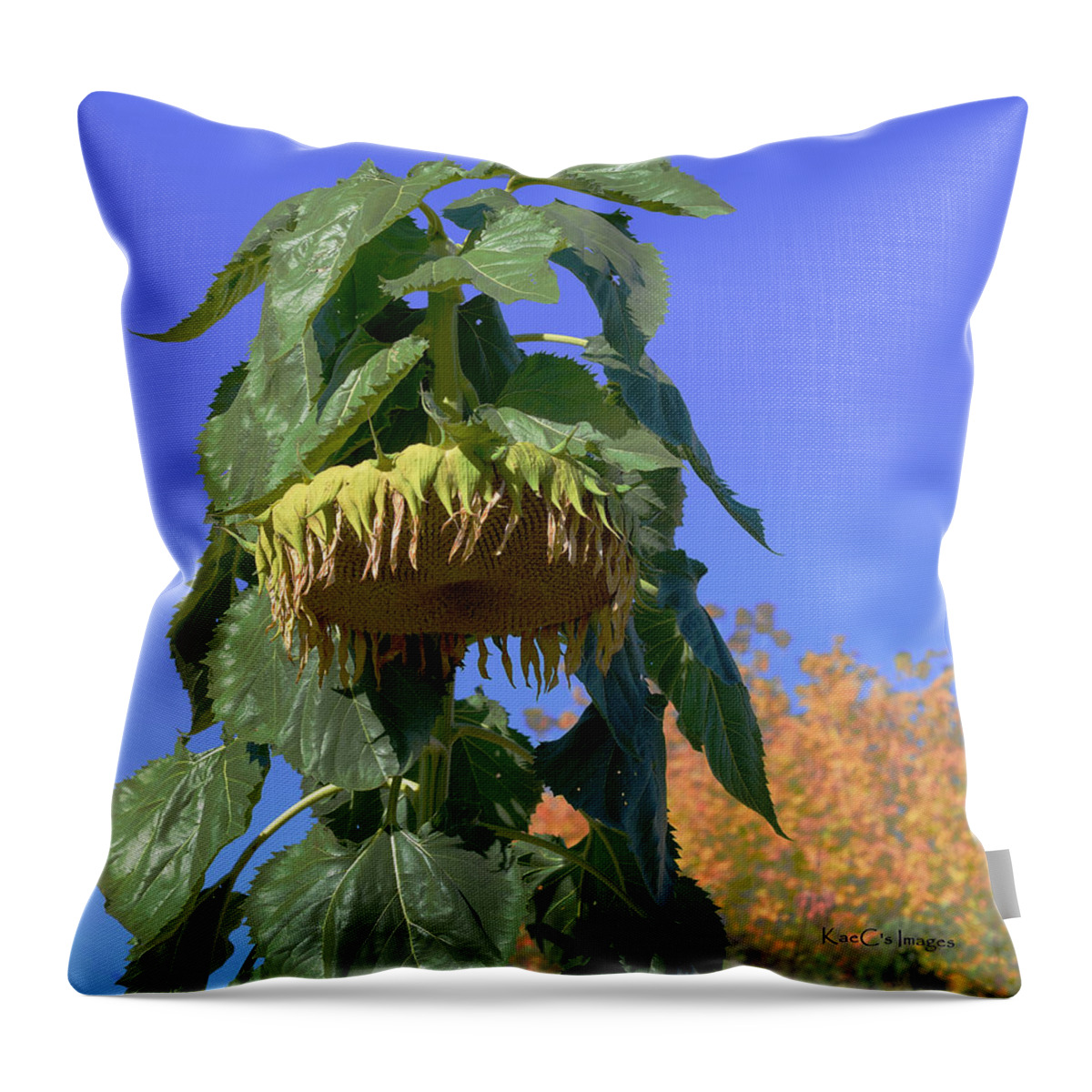 Sunflower Throw Pillow featuring the photograph After the Frost by Kae Cheatham