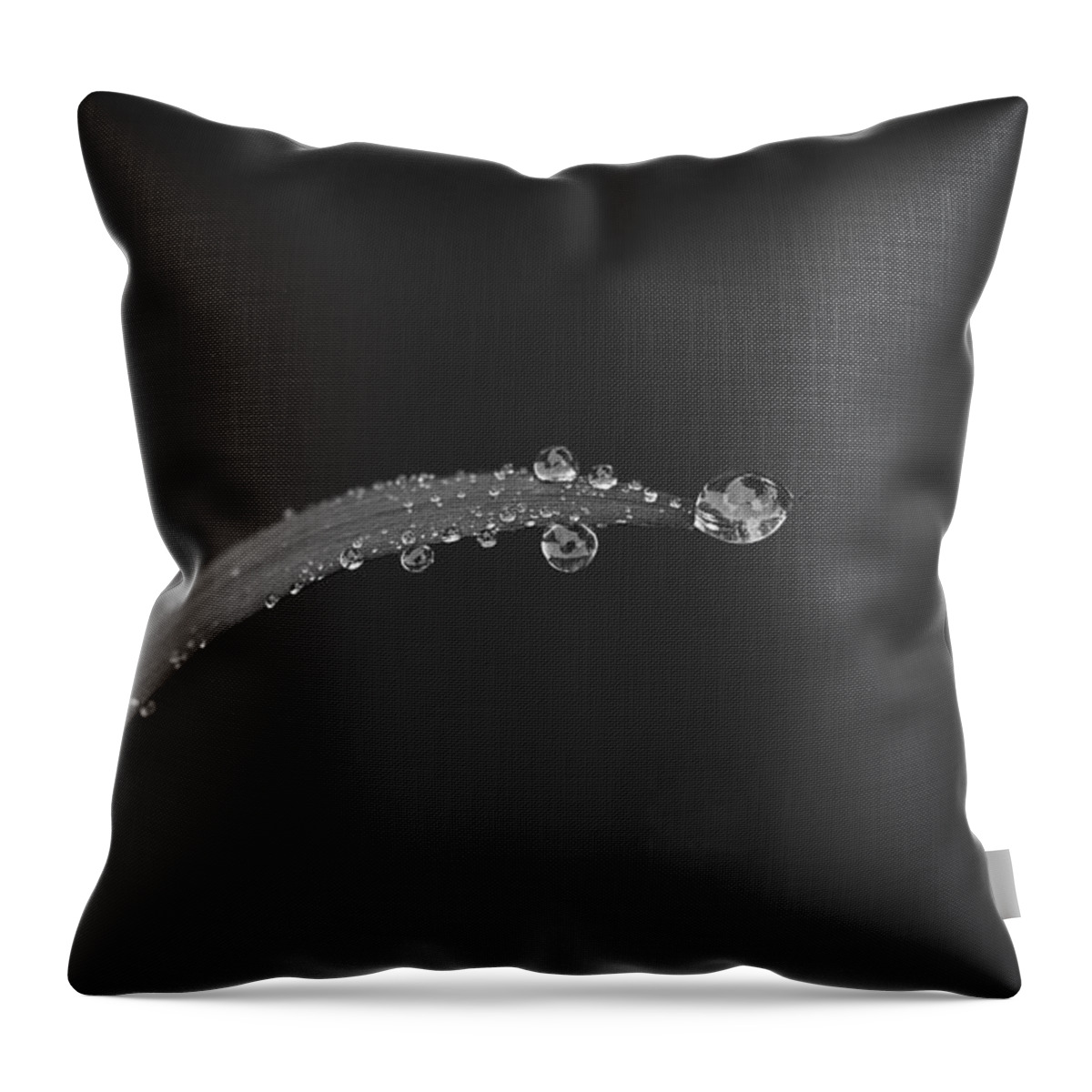 Rain Throw Pillow featuring the photograph After the Rain BW by Morgan Wright