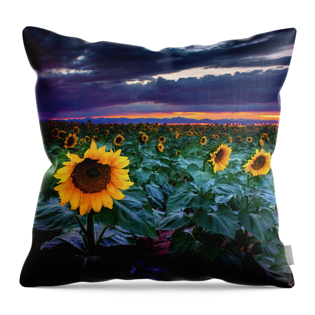 Aster Throw Pillow featuring the photograph After The Storm by John De Bord