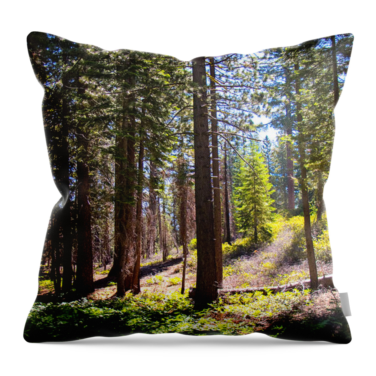 Trees Throw Pillow featuring the photograph Afternoon in the Forest by Susan Eileen Evans