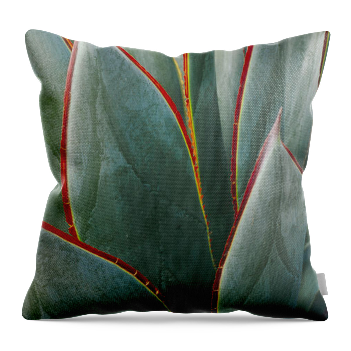 Green Wall Throw Pillow featuring the photograph Agave - Blue Glow by Saxon Holt
