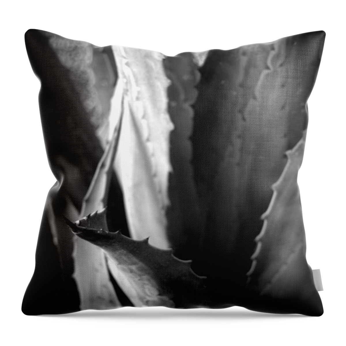 Plant Throw Pillow featuring the photograph Agave Foliage by Nathan Abbott