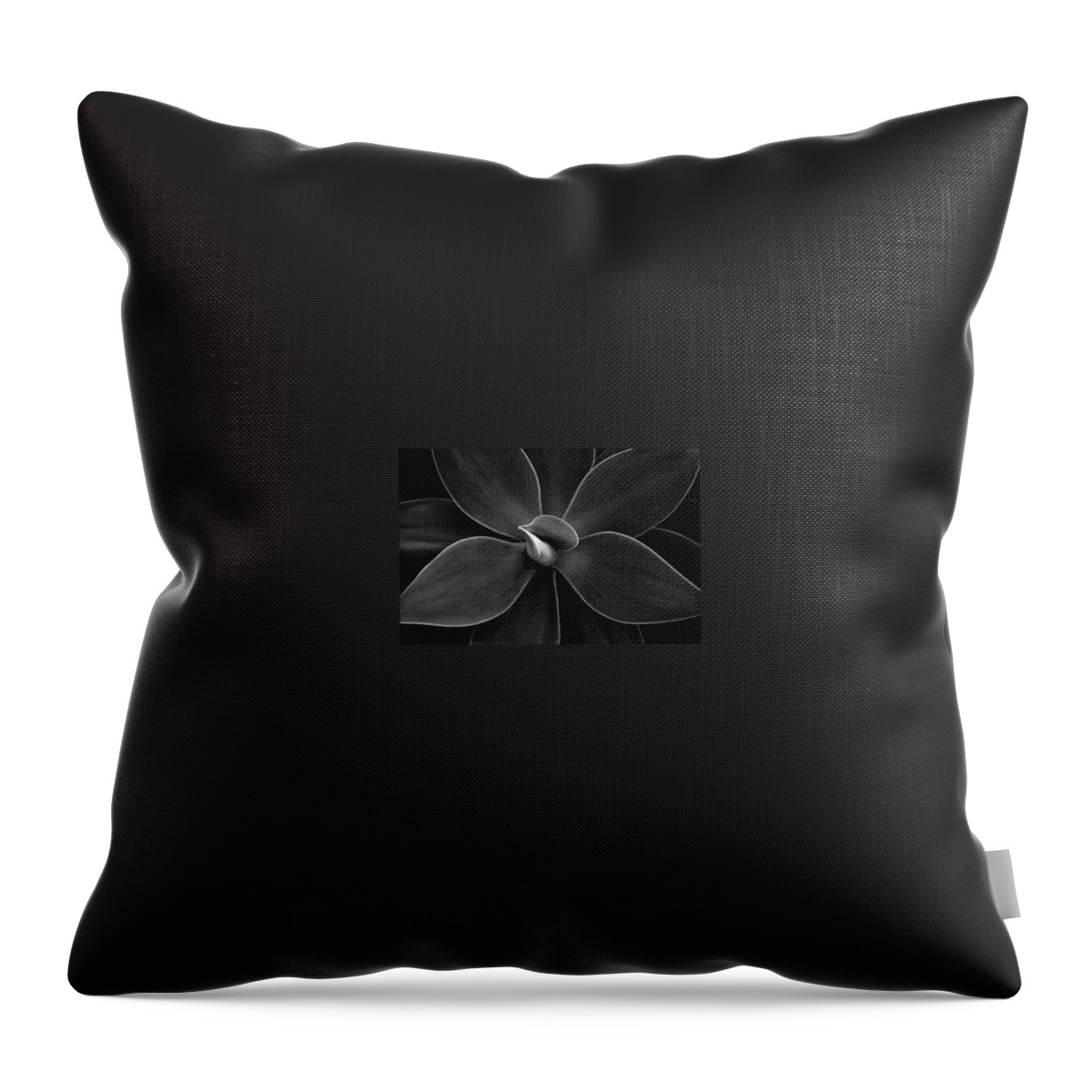 Agave Throw Pillow featuring the photograph Agave Leaves Detail by Marilyn Hunt