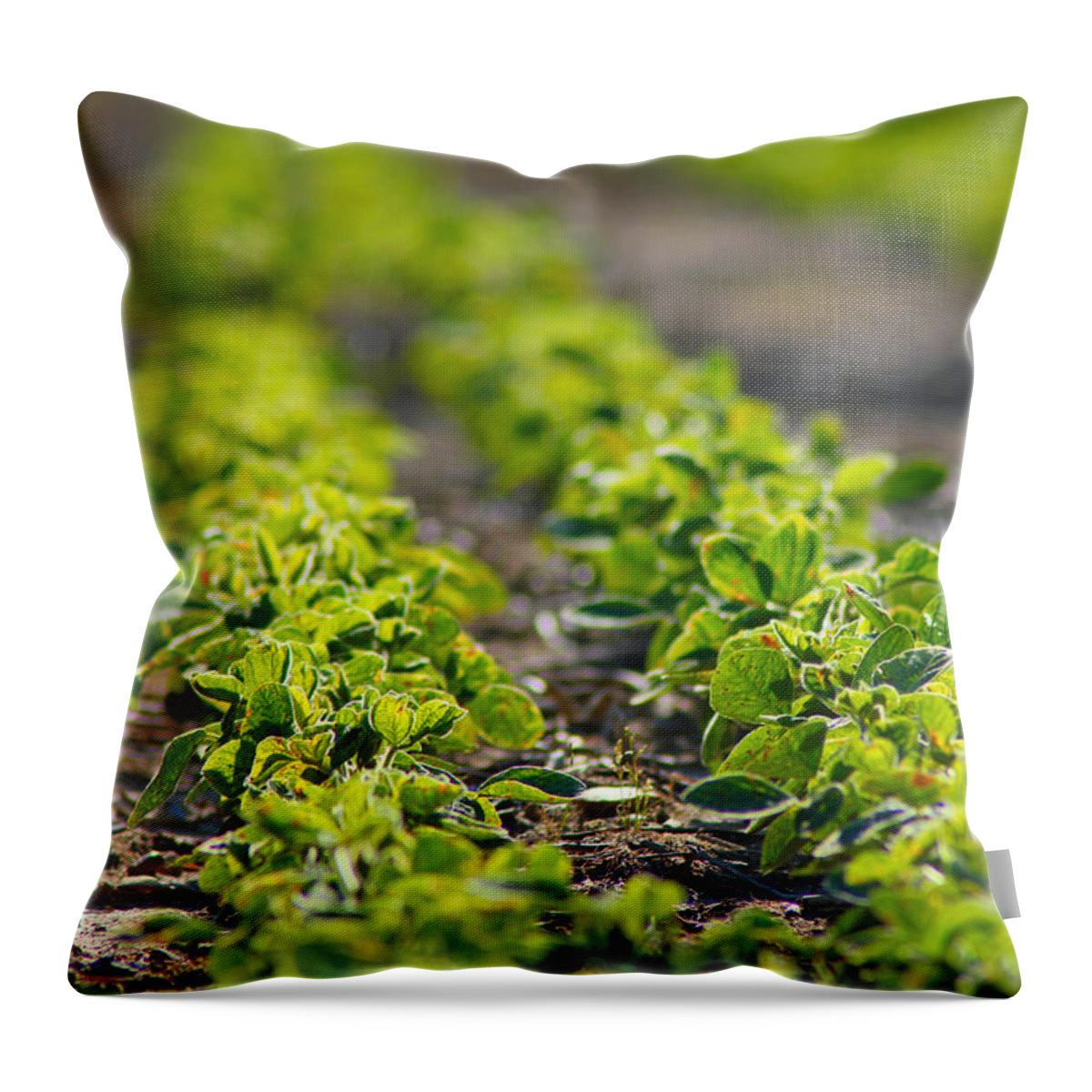 Crop Throw Pillow featuring the photograph Agriculture- Soybeans 1 by Karen Wagner