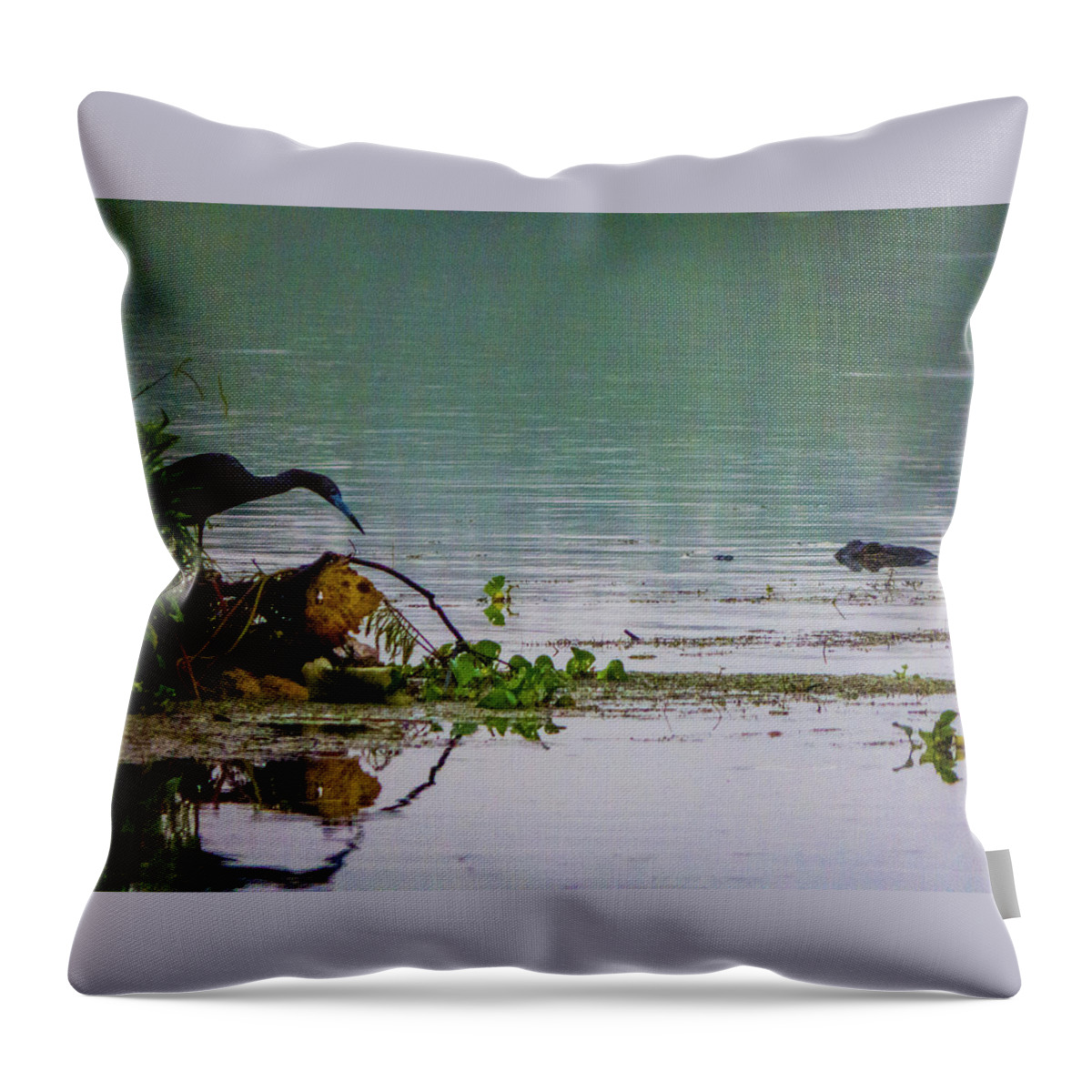 Orcinus Fotograffy Throw Pillow featuring the photograph Ah Dubble-Dawg Dare Ya by Kimo Fernandez