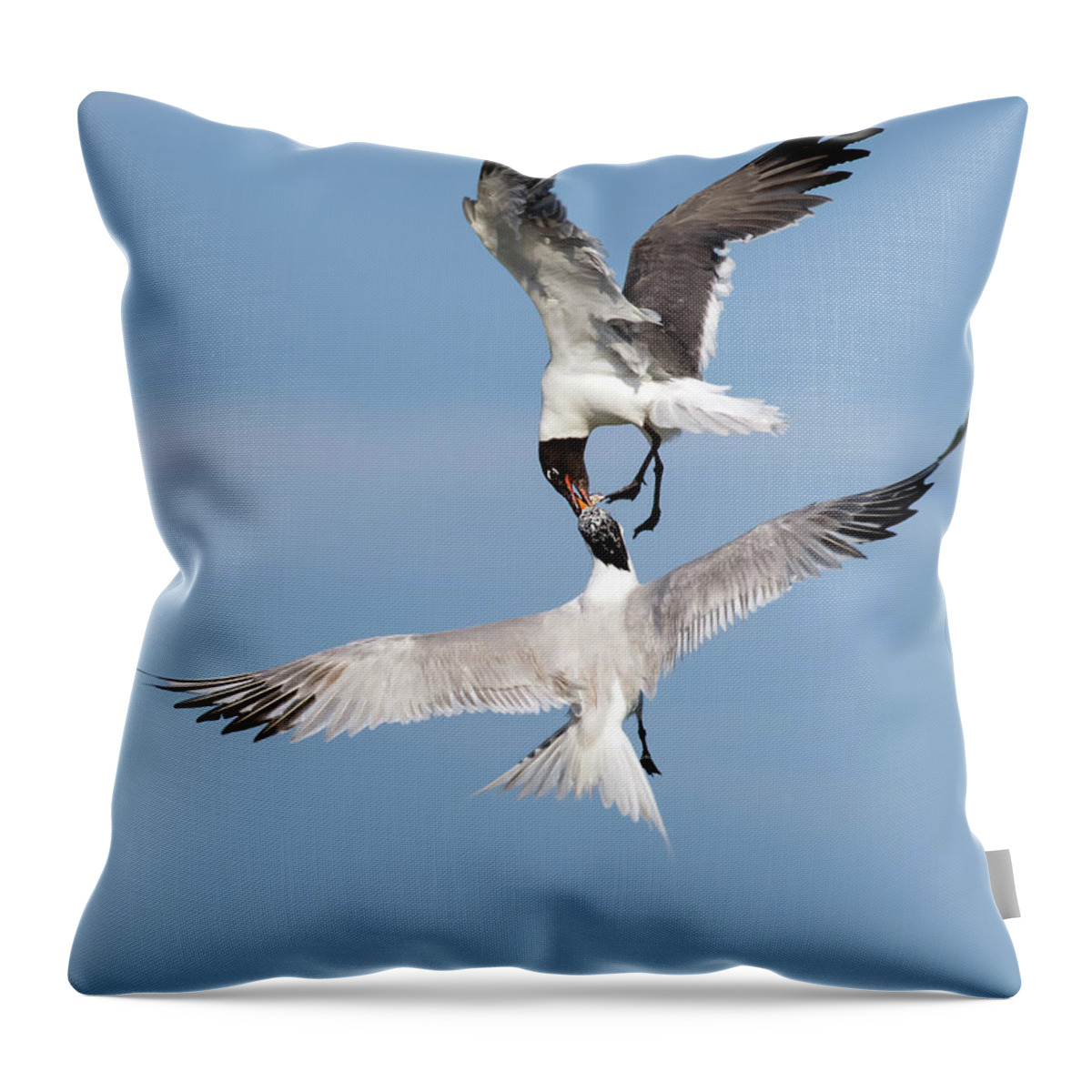 Laughing Gull Throw Pillow featuring the photograph Air Snatcher by Art Cole
