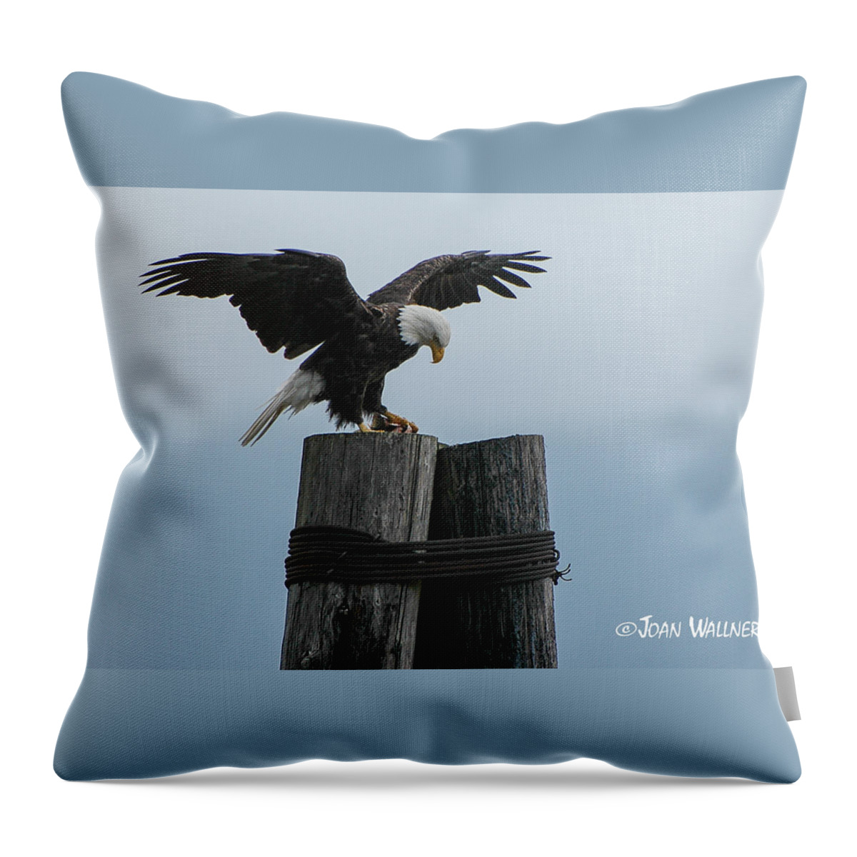 Seward Throw Pillow featuring the photograph Alaskan Bald Eagle by Joan Wallner