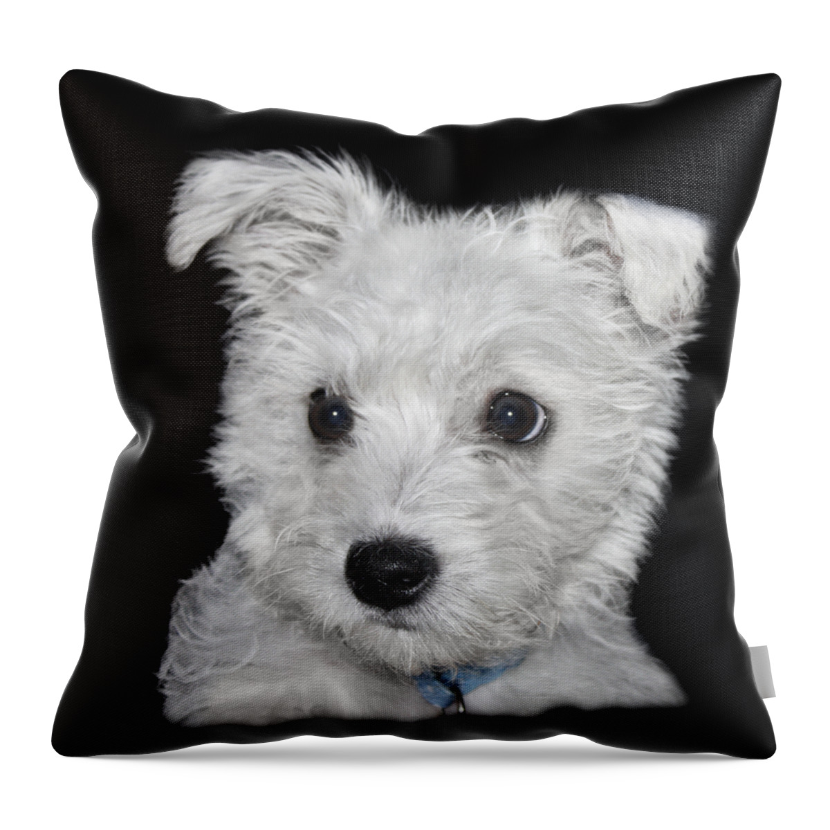 White Throw Pillow featuring the photograph Alert Puppy on a transparent background by Terri Waters