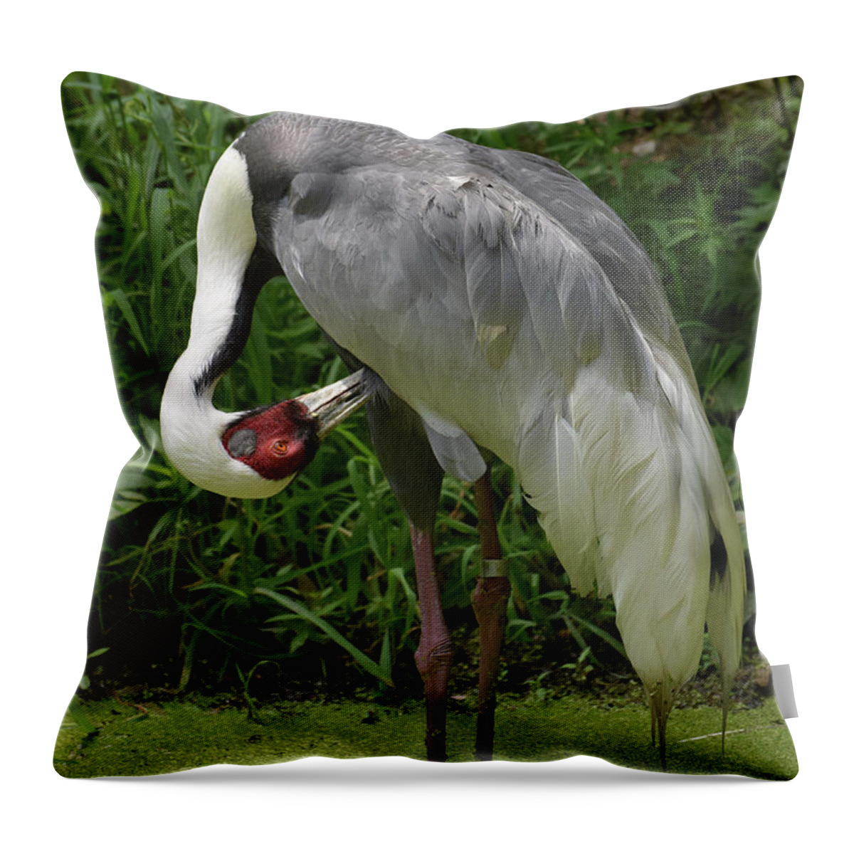 White-naped-crane Throw Pillow featuring the photograph Algae Covered Pond with a White Naped Crane by DejaVu Designs