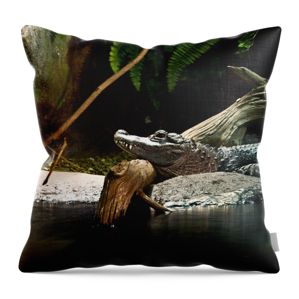 Alligator Throw Pillow featuring the photograph Allegator Resting by Douglas Barnett