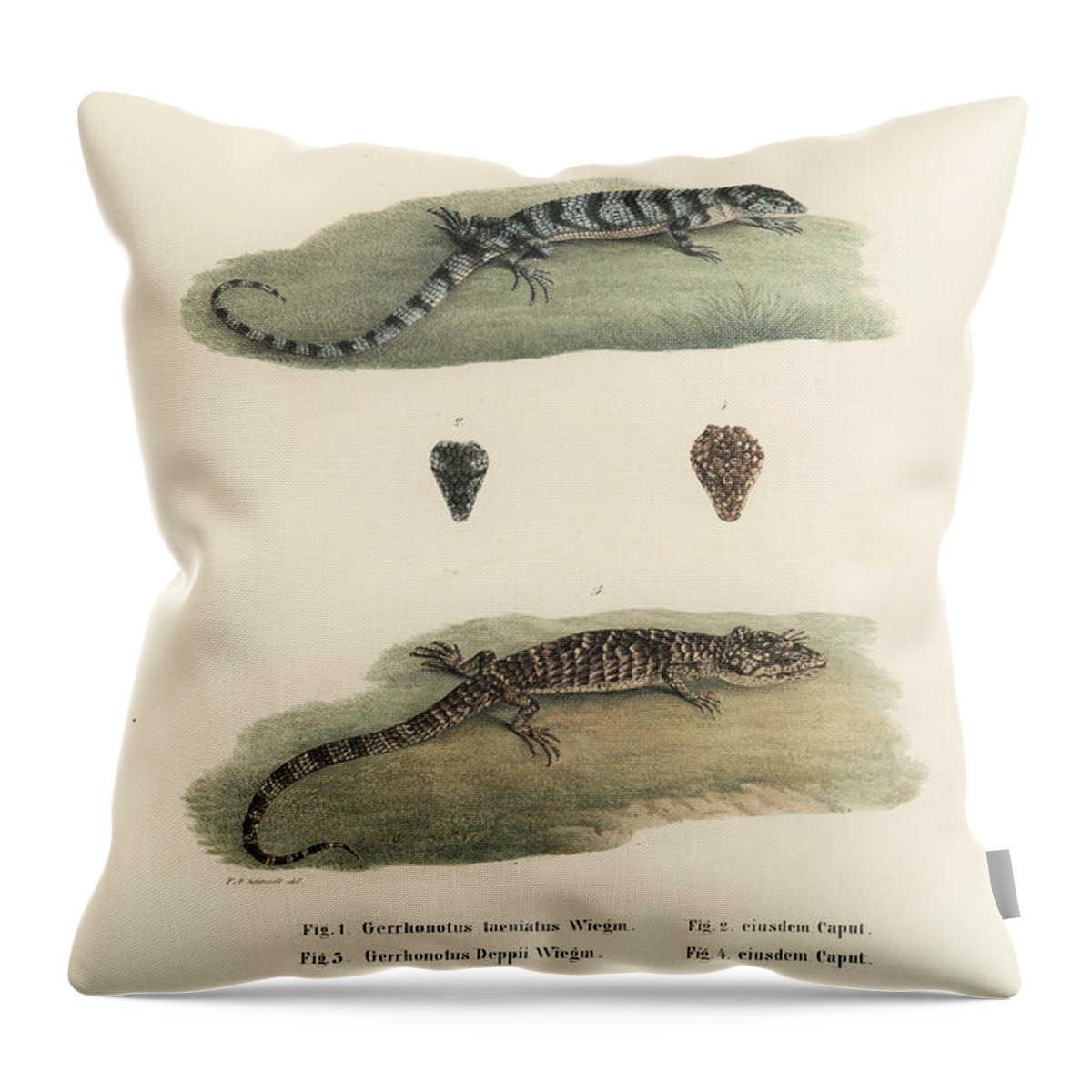 Deppes Arboreal Alligator Lizard Throw Pillow featuring the drawing Alligator Lizards by Friedrich August Schmidt