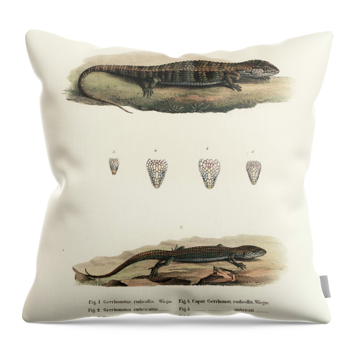 Alligator Lizards Throw Pillow featuring the drawing Alligator Lizards from Mexico by Friedrich August Schmidt