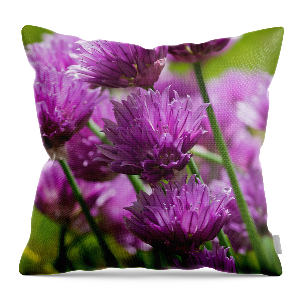 Allium Throw Pillow featuring the photograph Allium blooms by Pete Hemington