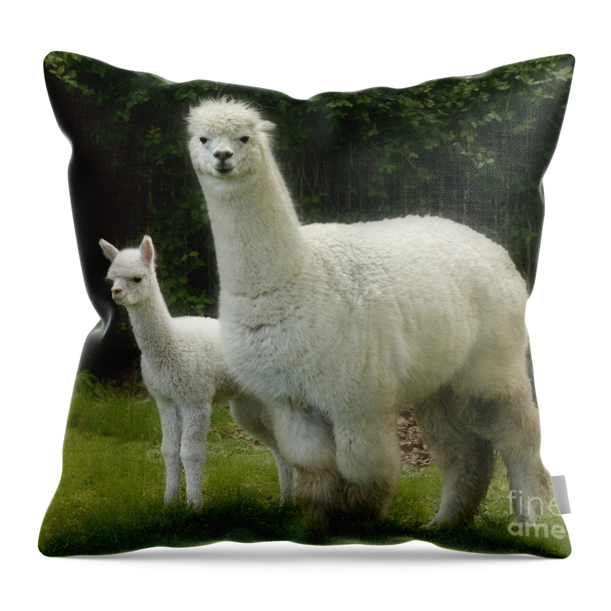 Alpaca Throw Pillow featuring the photograph Alpaca and foal by Garry McMichael