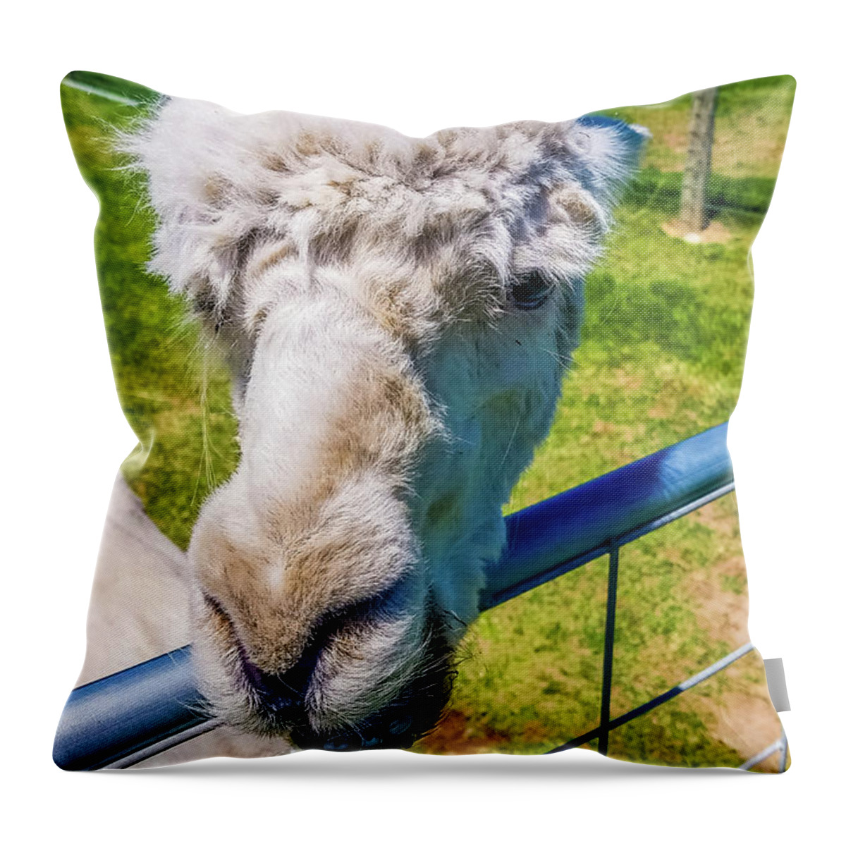 Alpaca Throw Pillow featuring the photograph Alpaca Yeah by Jonny D