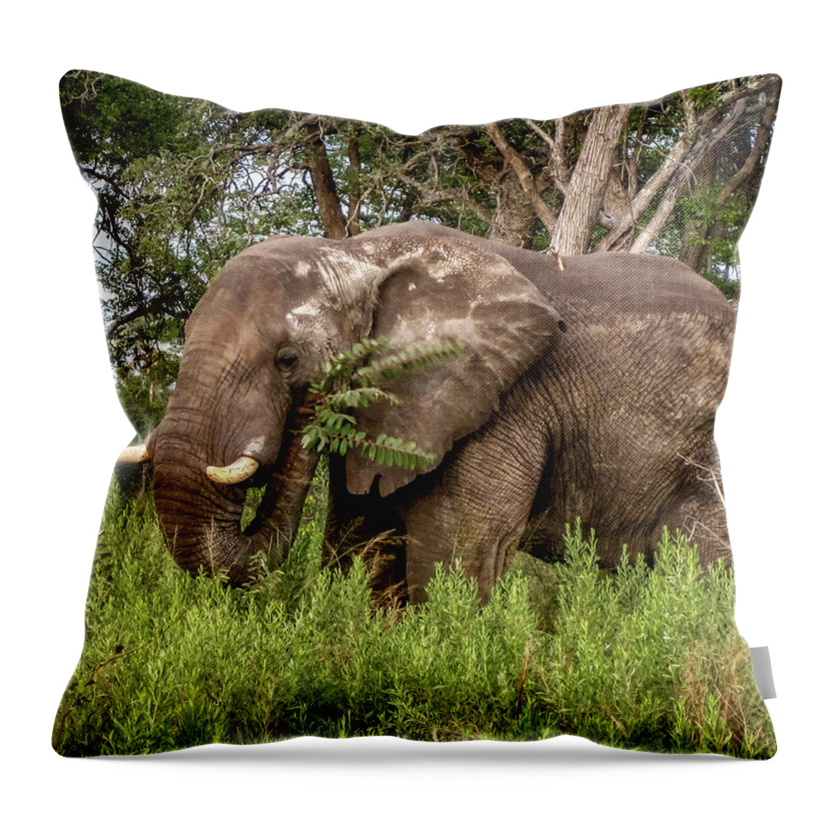 100324 Botswana & Zimbabwe Expeditions Throw Pillow featuring the photograph Alpha Male Elephant by Gregory Daley MPSA