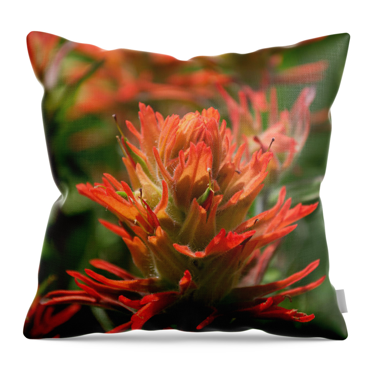 Indian Throw Pillow featuring the photograph Alpine Wildflower - Indian Paintbrush by Aaron Spong