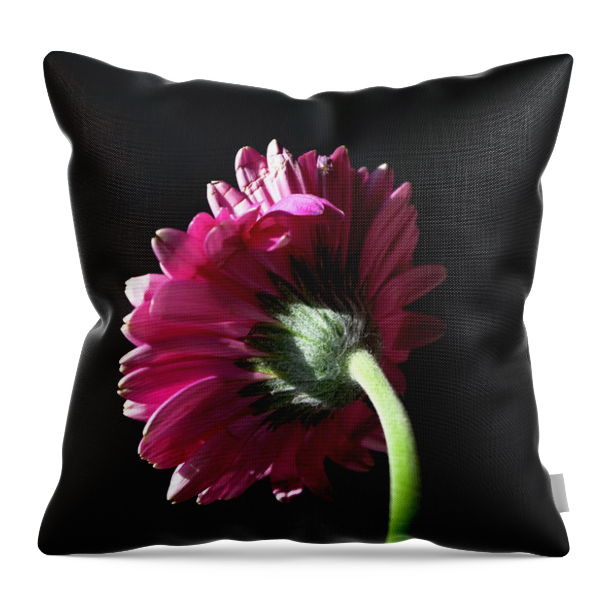 Photograph Throw Pillow featuring the photograph Always Face the Sunshine by Rhonda McDougall