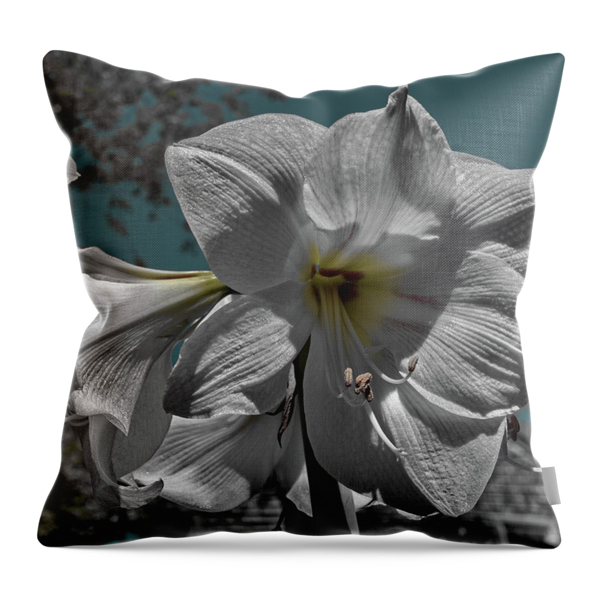Amaryllis Bloom Throw Pillow featuring the photograph Amaryllis by Barry Doherty