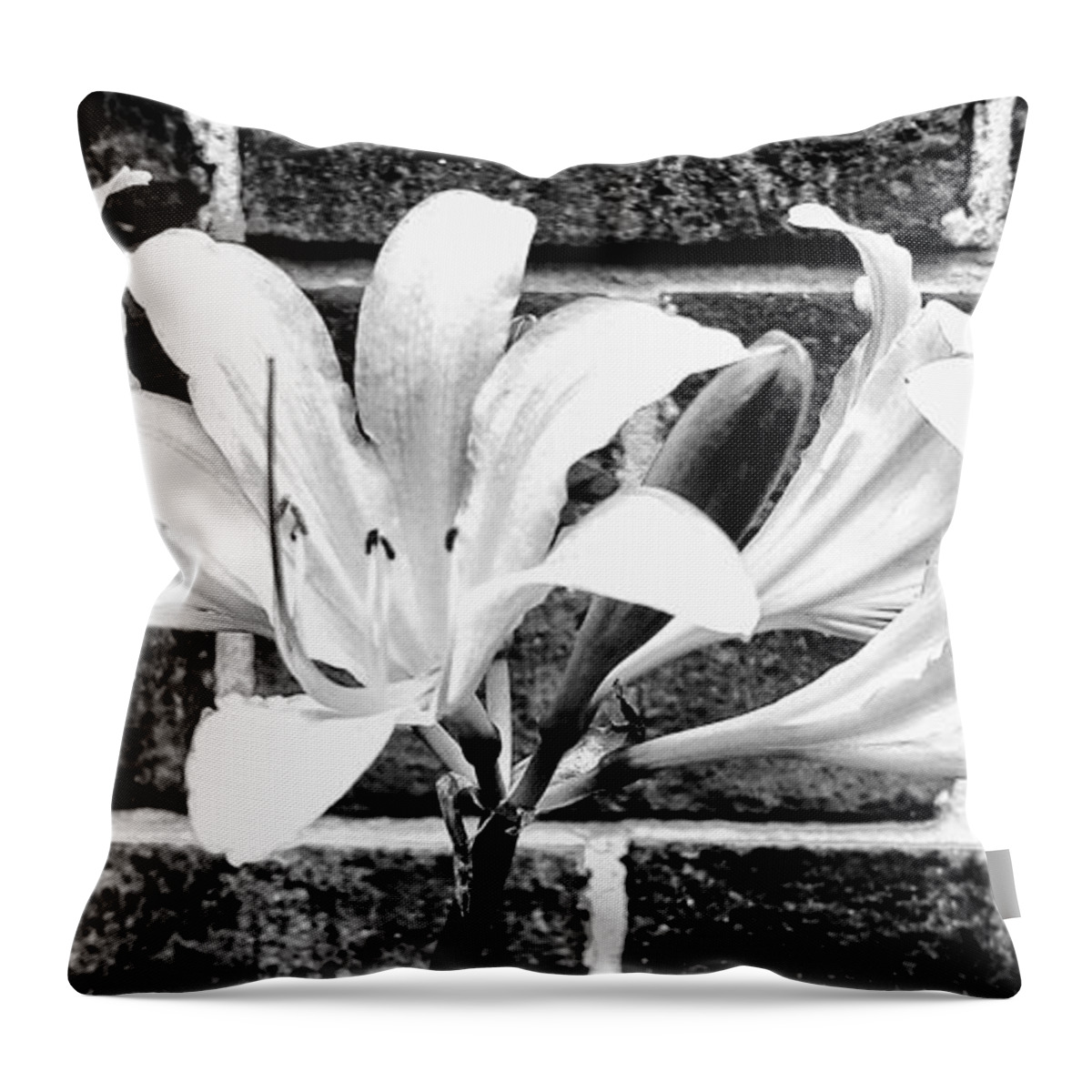 Amaryllis Throw Pillow featuring the photograph Amaryllis Inspiration by Rachel Hannah