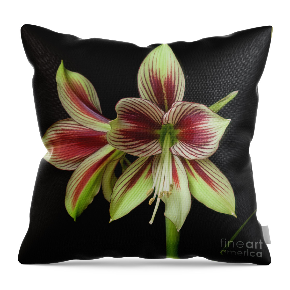 Amaryllis Throw Pillow featuring the photograph Amaryllis 'Papilio Improved' by Ann Jacobson