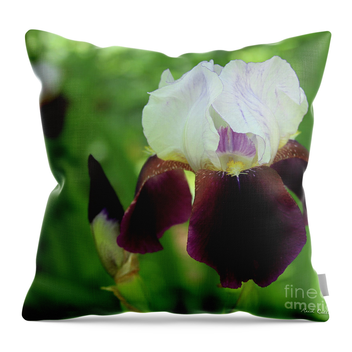 Reid Callaway Amazing Iris Throw Pillow featuring the photograph Amazing Iris Flower Garden Art by Reid Callaway