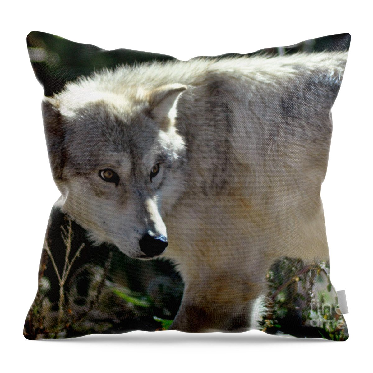 Diane Berry Throw Pillow featuring the photograph Amber Eyes by Diane E Berry