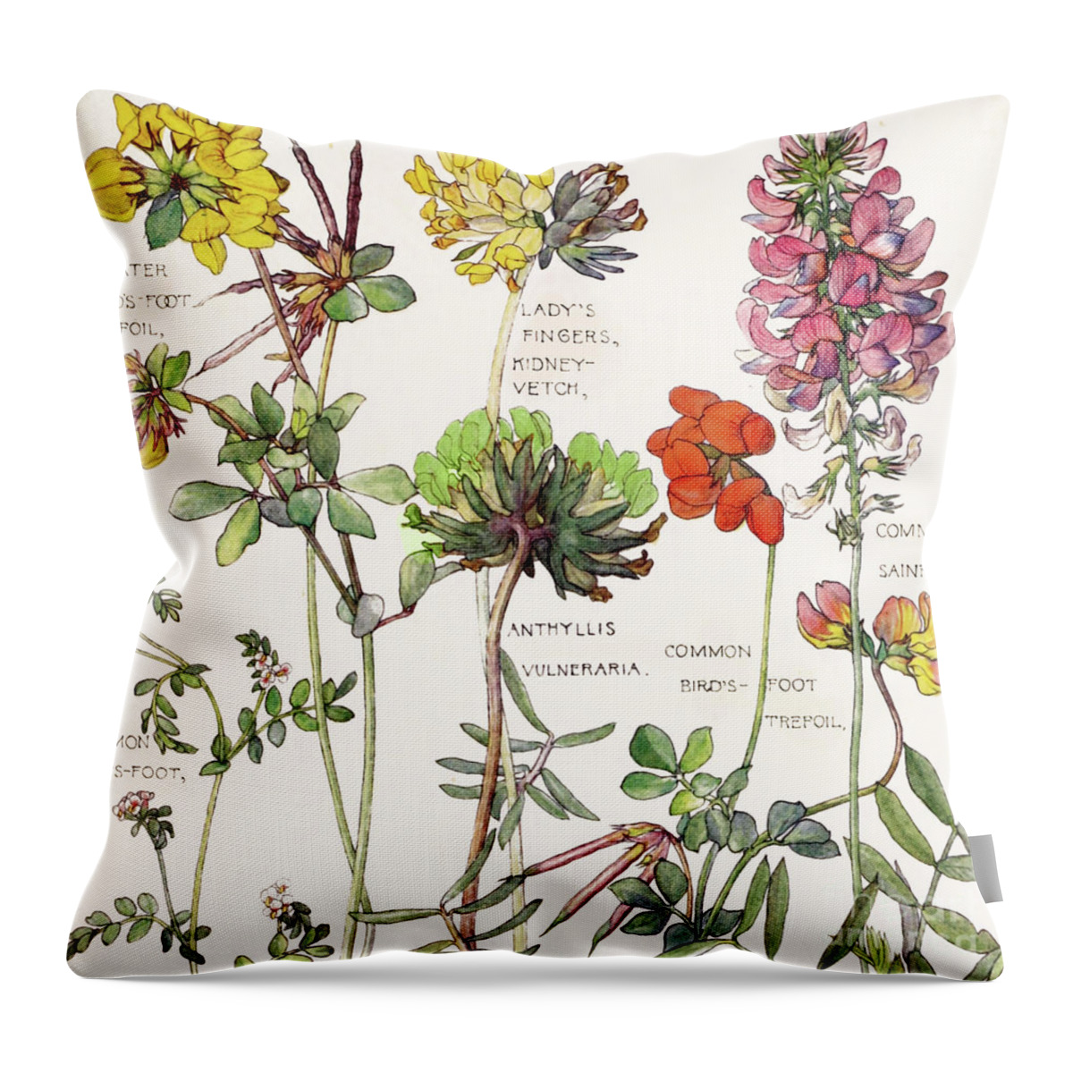 Flowers Throw Pillow featuring the painting Ambrosia V by Mindy Sommers
