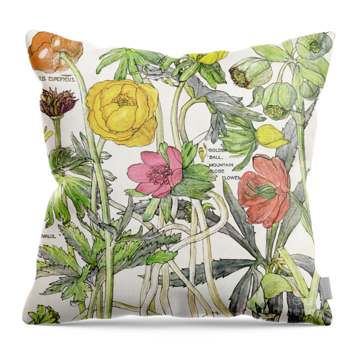 Flowers Throw Pillow featuring the painting Ambrosia VI by Mindy Sommers