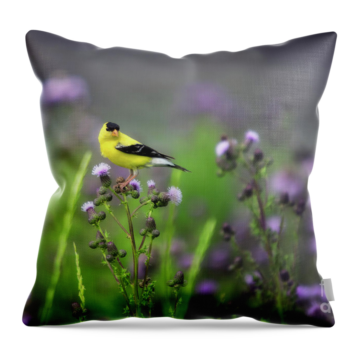 Canada Throw Pillow featuring the photograph Amercian Goldfinch by Ian McGregor