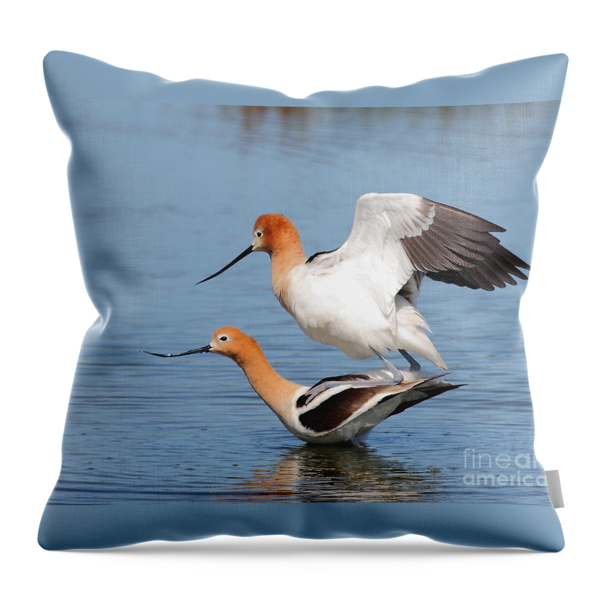 Bird Throw Pillow featuring the photograph American Avocets in Love by Wingsdomain Art and Photography