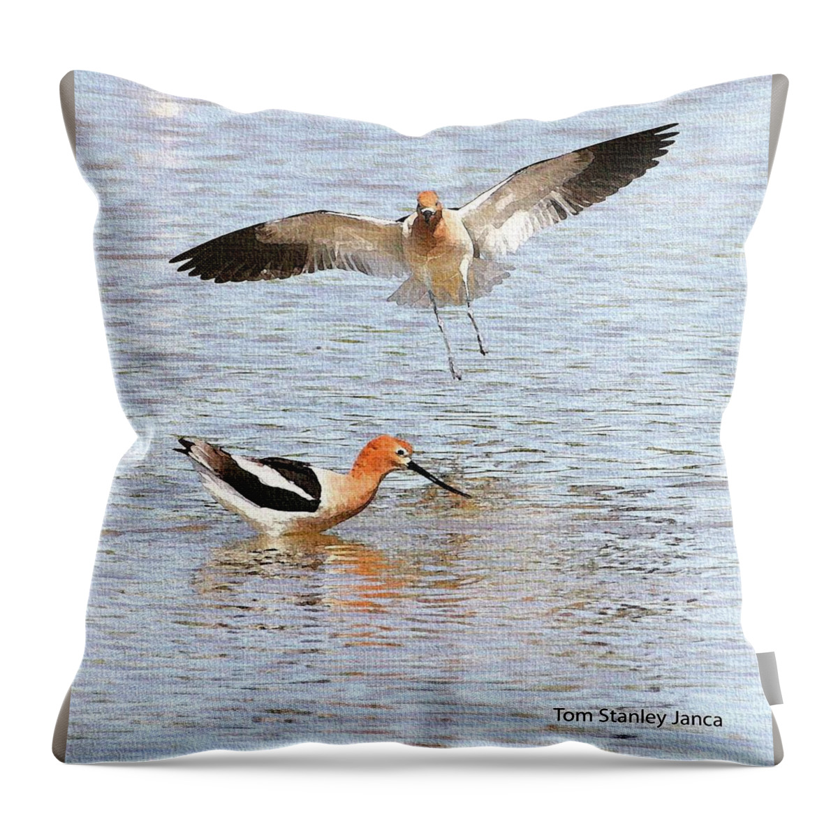 American Avocets Throw Pillow featuring the photograph American Avocets by Tom Janca