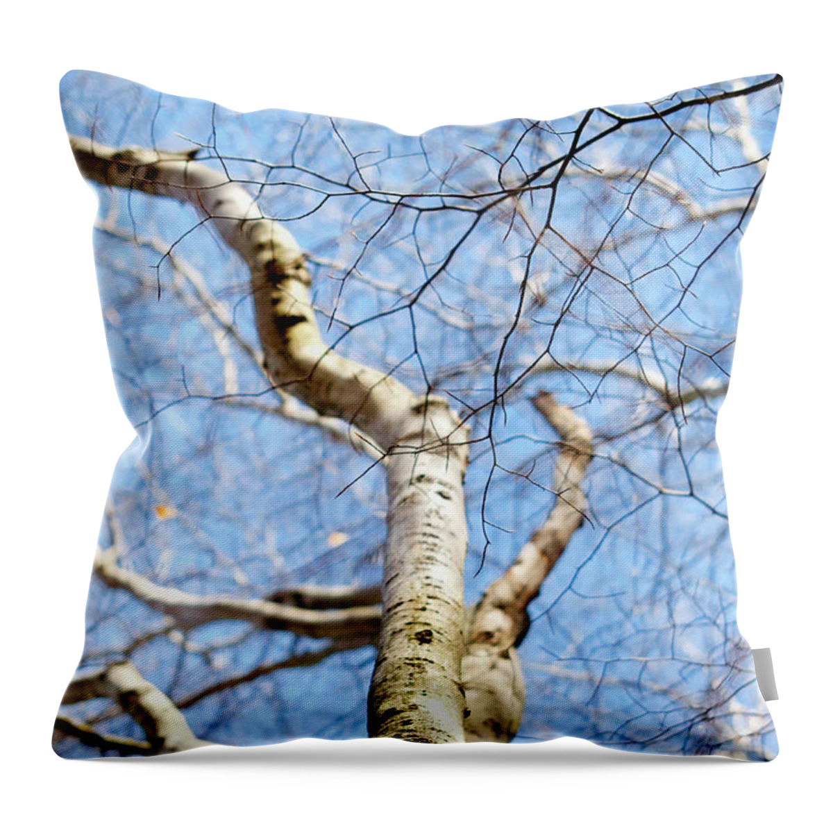 Tree Throw Pillow featuring the photograph American Beech Tree by Christina Rollo
