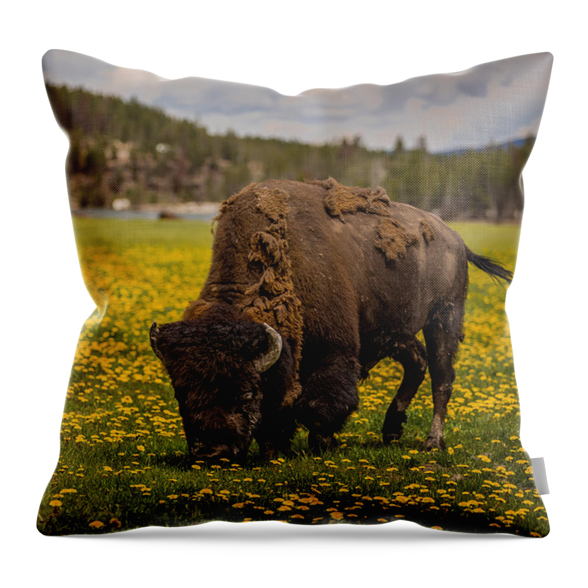 Love Throw Pillow featuring the photograph American Bison by Gary Migues
