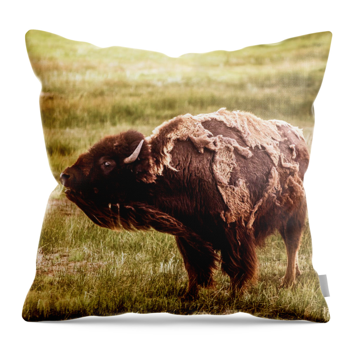 American West Throw Pillow featuring the photograph American Bison into the wind by Chris Bordeleau