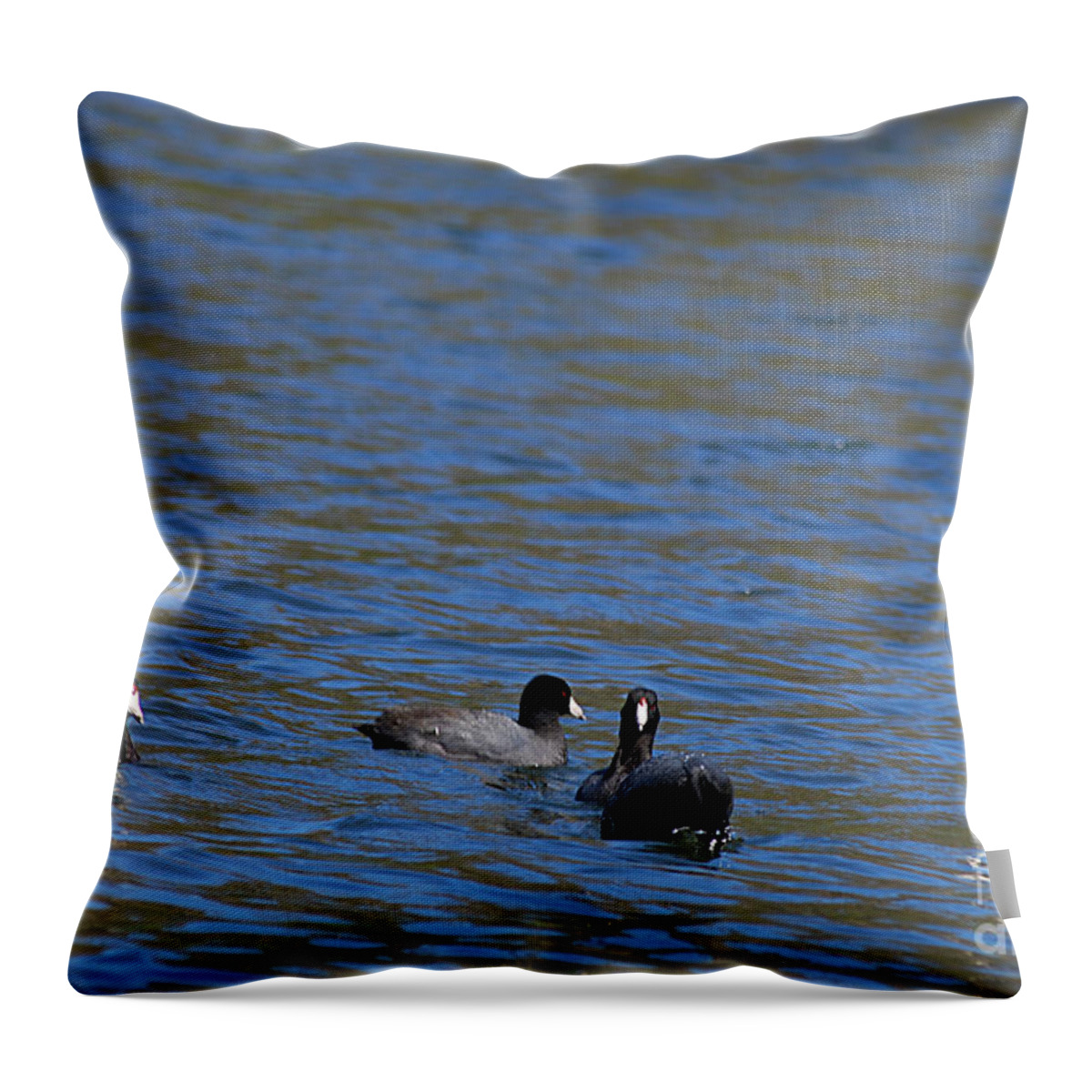 American Coots Throw Pillow featuring the photograph American Coots 20120405_216a by Tina Hopkins