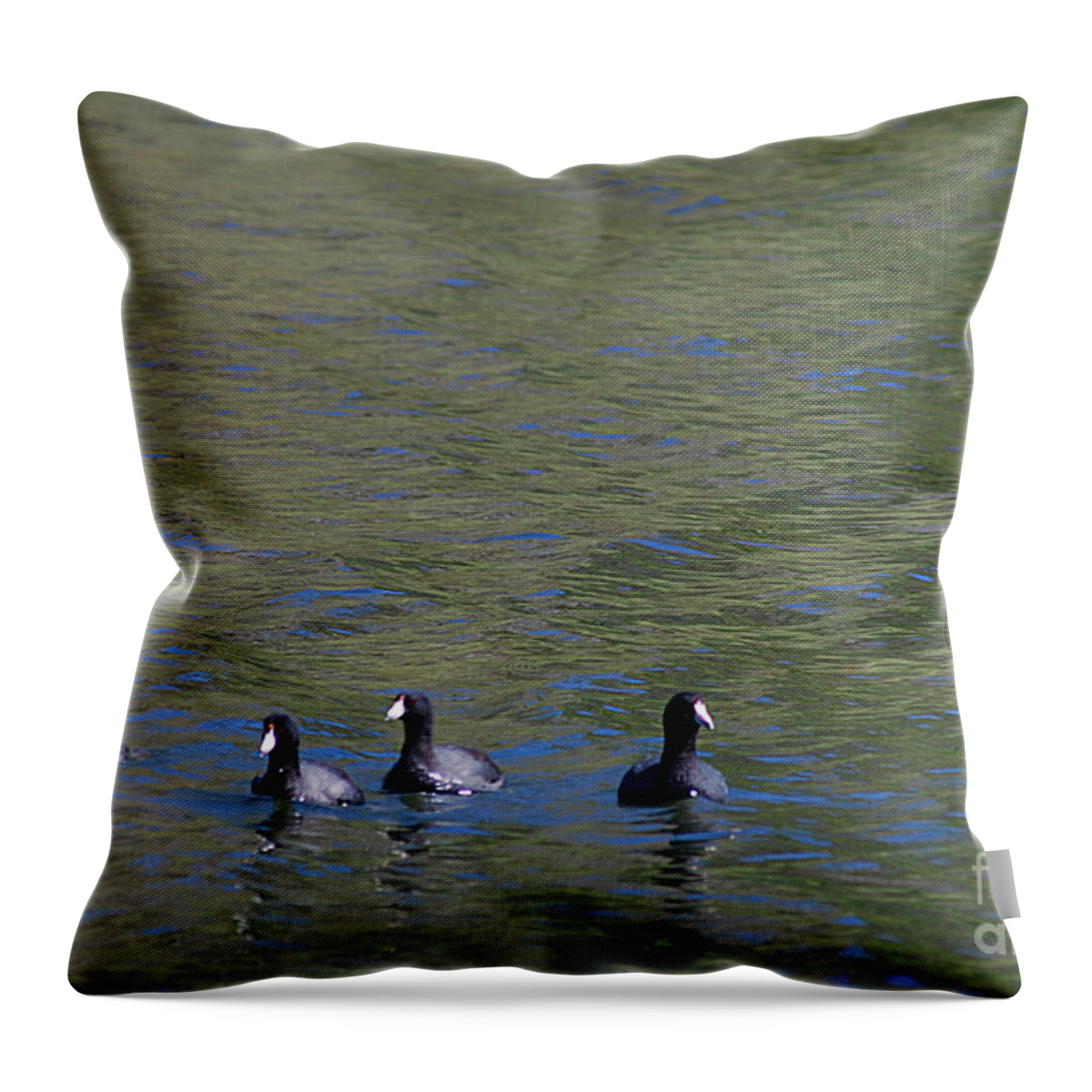 American Coots Throw Pillow featuring the photograph American Coots 20120405_280a by Tina Hopkins