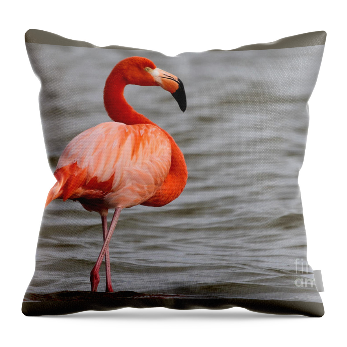 American Flamingo Throw Pillow featuring the photograph American Flamingo by Meg Rousher