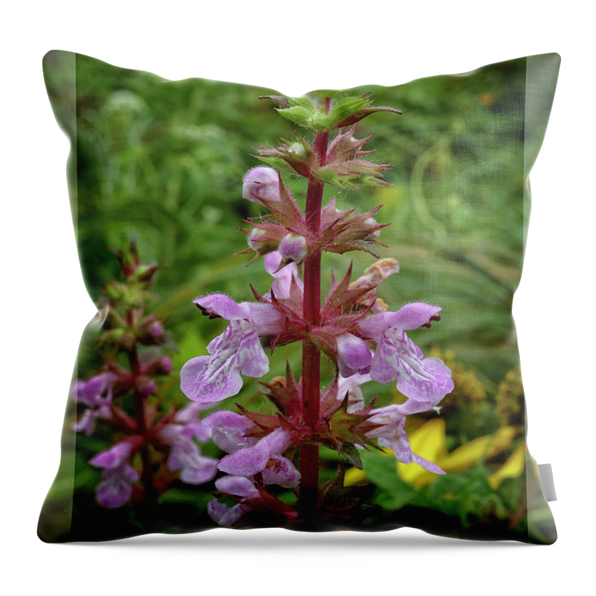 Flower Throw Pillow featuring the photograph American Germander by Scott Kingery